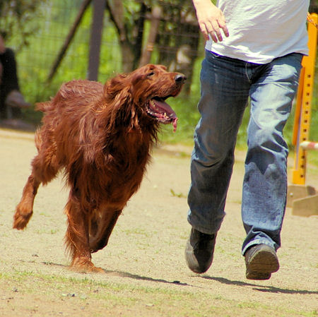 健康のため、イヌだけではなく人も走らねば...でも、急激な運動は危険です