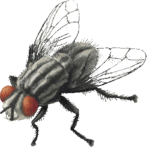 ニクバエ（にくばえ）英名：Flesh-fly：昆虫綱　ハエ目　ヒツジバエ上科　ニクバエ科