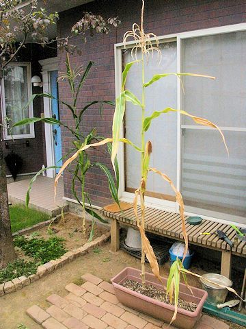 Corn02.jpg